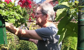 Geraniums-foto350