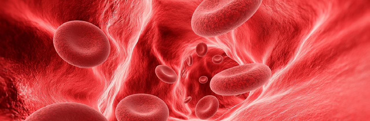 Blood cells in the vein 